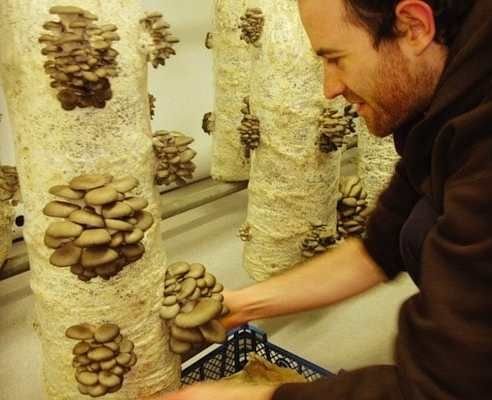 Certificate in Mushroom Farming